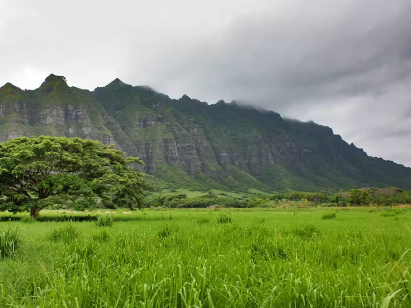 a large green field with a mountain in the background