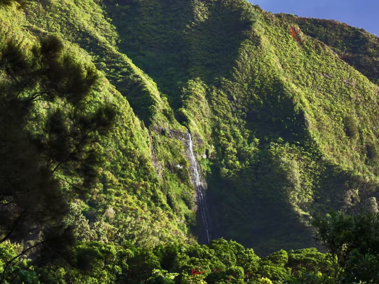 a tree with a mountain in the background