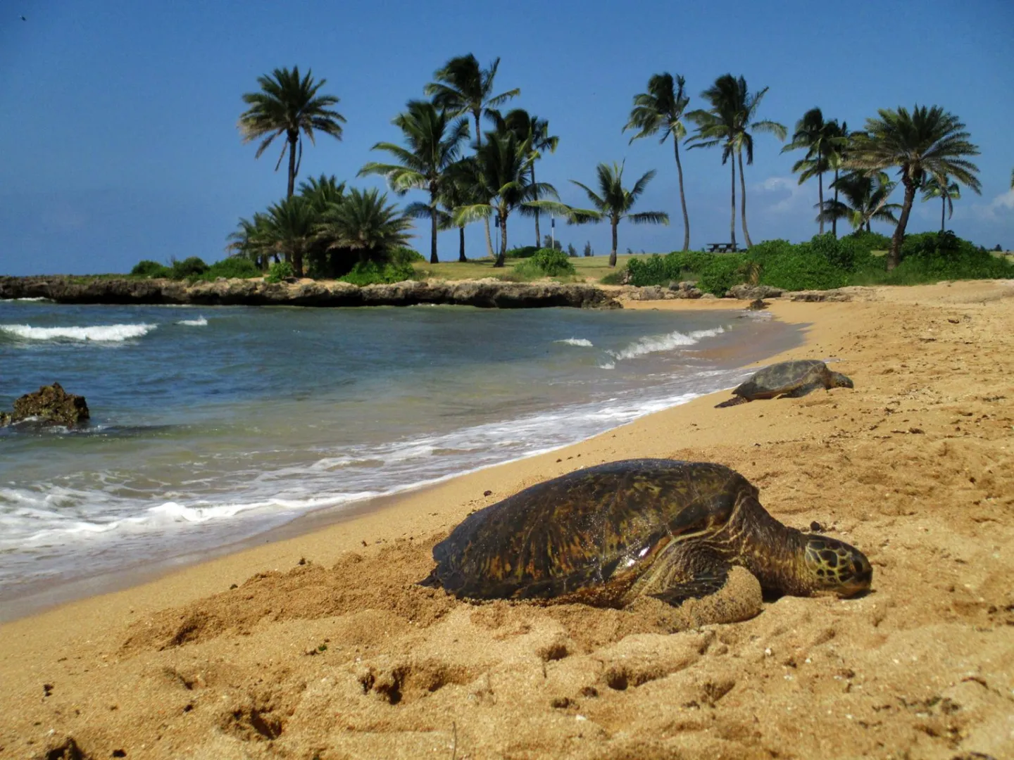 a turtle lying on a sandy beach