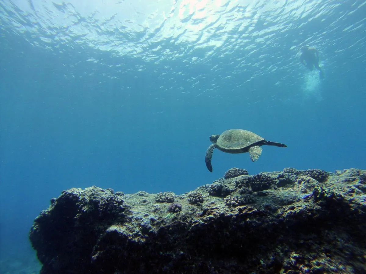 a turtle swimming under water