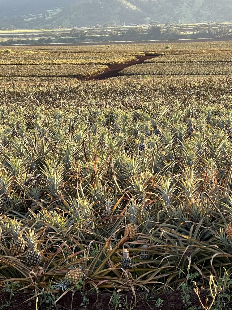 a plant in a field